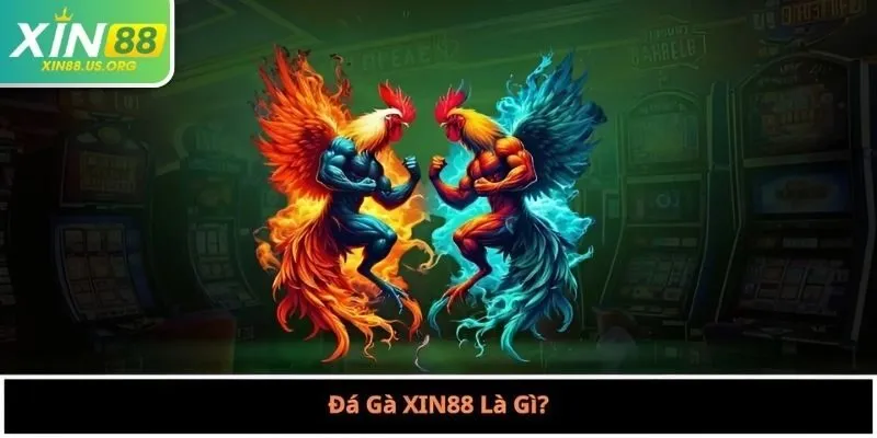 Đá Gà XIN88 Là Gì?