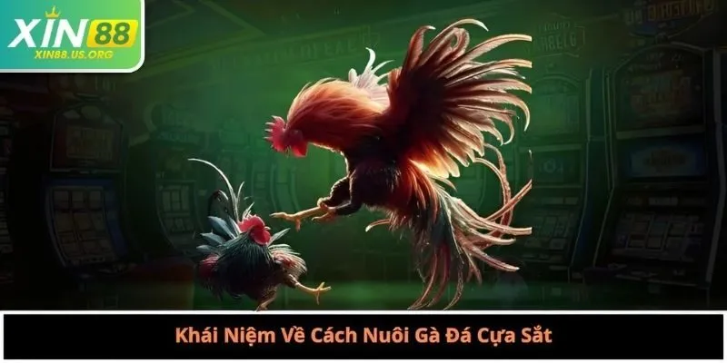 Khái Niệm Về Cách Nuôi Gà Đá Cựa Sắt