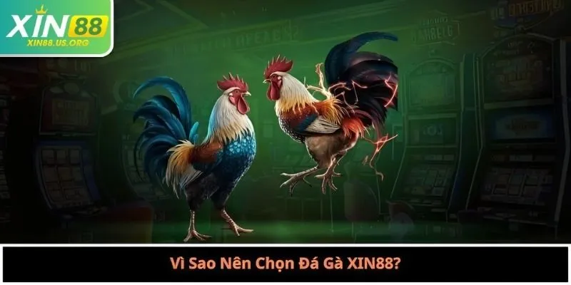Vì Sao Nên Chọn Đá Gà XIN88?